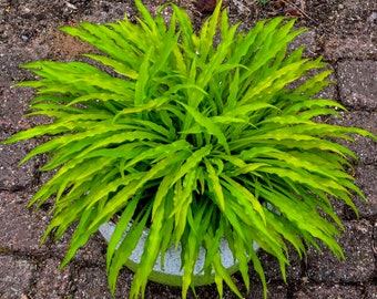 Hosta ‘Party Streamers’ Unique, Long, rippled, wavy Golden-Yellow leaves - Hosta Perennial Plant-Sun or Shade Garden