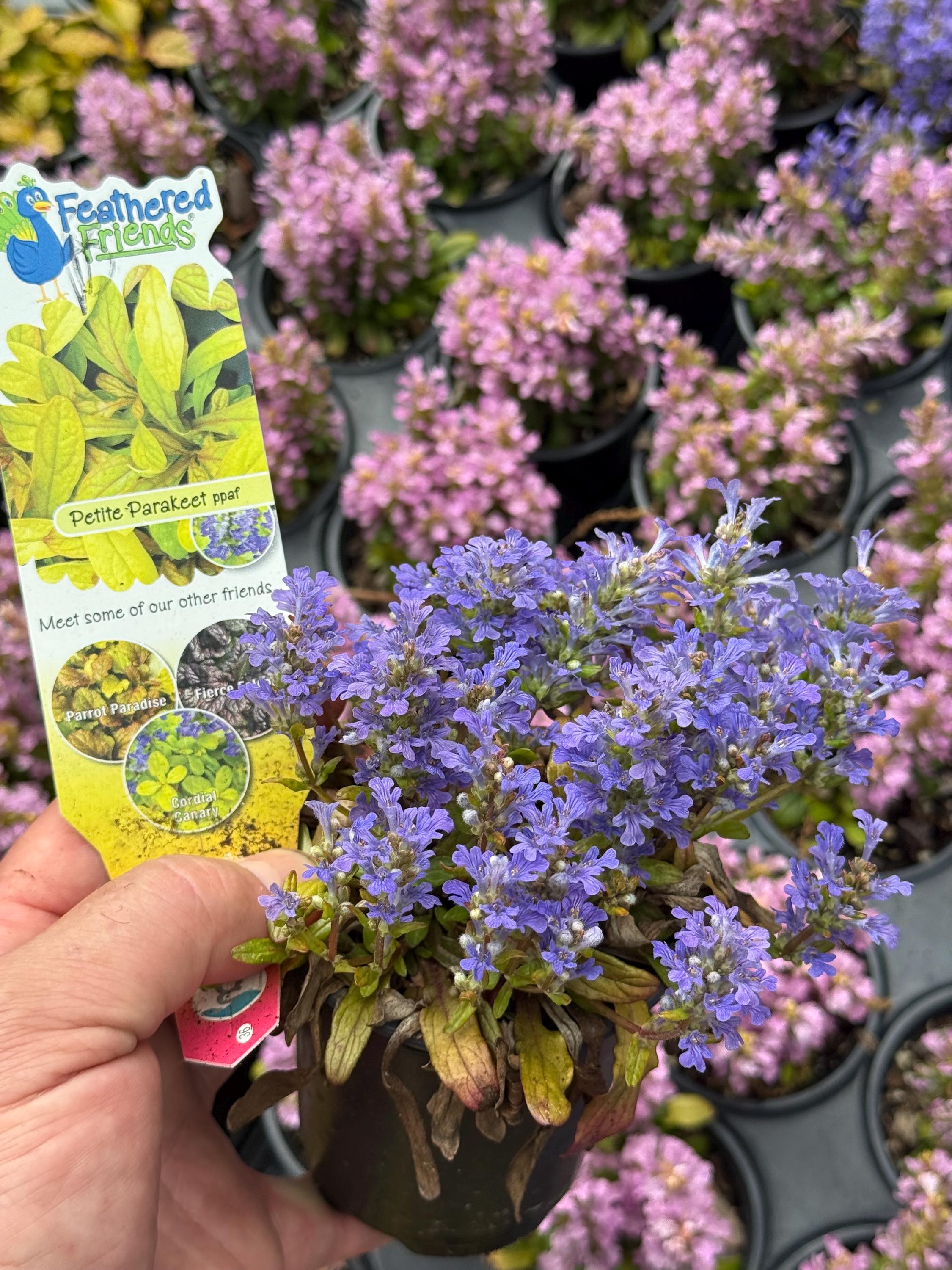 Bugleweed ‘petite Parakeet’ Deep Blue Flowers Over Low Evergreen Orange