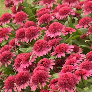 May include: A close-up view of a cluster of pink coneflowers in bloom. The flowers have a deep pink hue and are arranged in a dense cluster, creating a vibrant and colorful display.