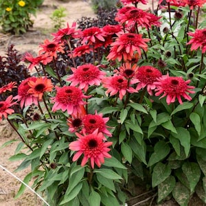 May include: A vibrant cluster of red coneflowers in full bloom. The flowers have a prominent dark center and a profusion of petals. Lush green foliage surrounds the blooms, creating a striking contrast. The image captures the beauty of a garden.