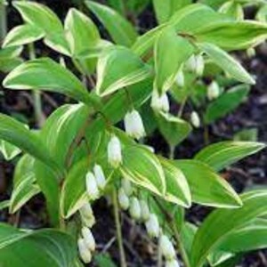 Phoque de Salomon panaché Fleurs délicates en clochettes blanches maintenues en dessous Feuilles panachées Vivace Polygonatum résistante aux cerfs et aux lapins image 9