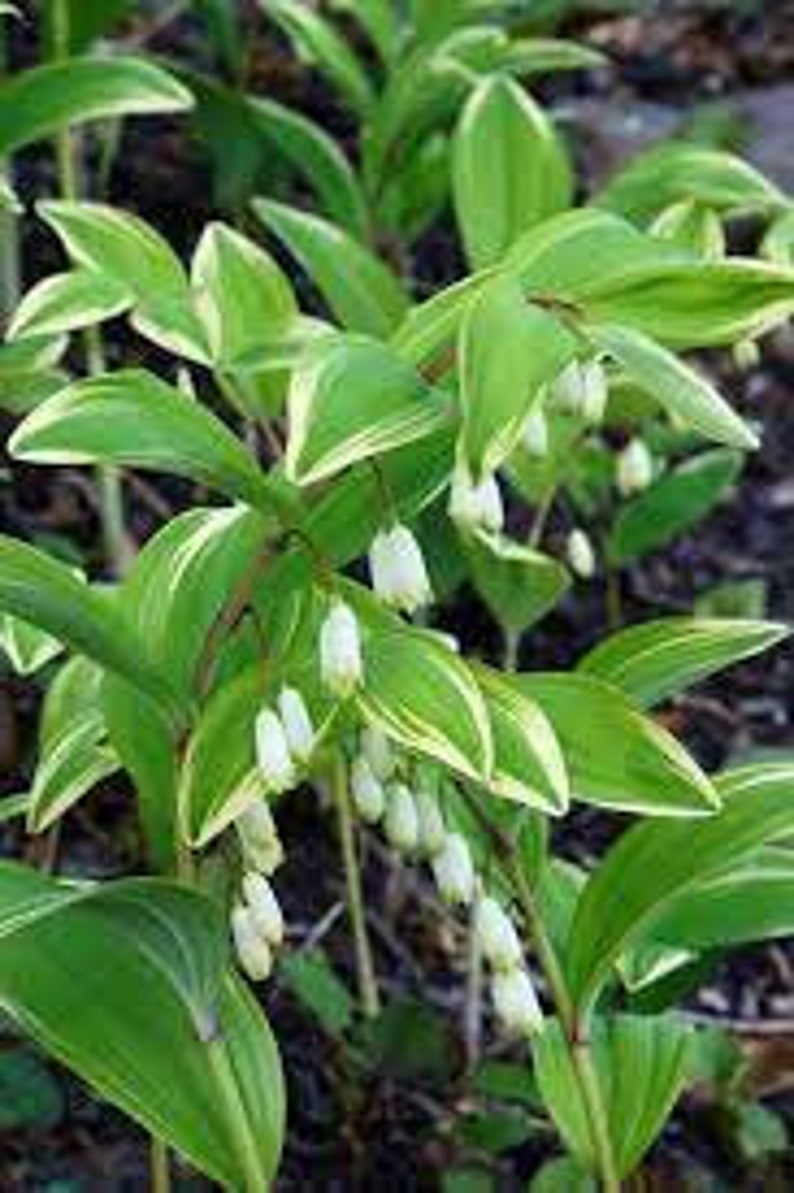 Phoque de Salomon panaché Fleurs délicates en clochettes blanches maintenues en dessous Feuilles panachées Vivace Polygonatum résistante aux cerfs et aux lapins image 9