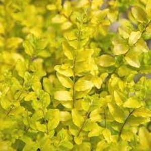 Privet 'Golden Ticket'- glossy foliage emerges bright yellow white flowers - Ligustrum - Shrub- Non-Invasive Form -deer and rabbit resistant