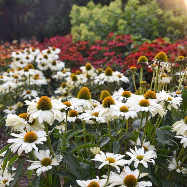MrPerennial Coneflower The Price is White - Thumbnail 4