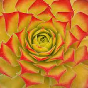 Hen & Chicks ‘Gold Nugget&#39;- Chick Charms-Rosettes of Pink, Red, Gold, and Green leaves-Sempervivum Succulent Perennial- Animal Resistant