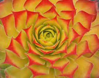 Poule et poussins « pépite d'or » - breloques poussins - rosettes de feuilles roses, rouges, dorées et vertes - plante vivace succulente Sempervivum - résistante aux animaux