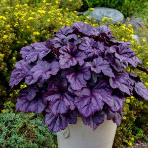 Coral Bells ‘Wildberry’ -Evergreen  Super Glossy Purple Leaves with Dark Veins, Rose Flower - Heuchera - Deer & Rabbit Proof - Perennial