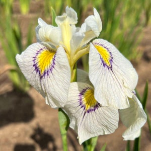 Iris 'Eye Liner' -Flowers of Pearlescent, yellow eye zones, edged with violet- Iris Pseudata Perennial - Flower arrangements