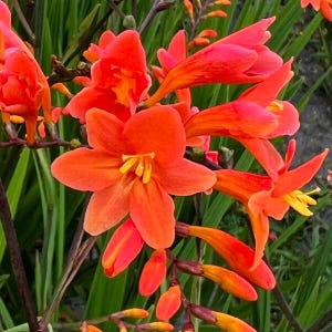 Montbretia - &#39;Peach Melba&#39; -Hot Coral-peach-orange flowers- Hummingbird Magnet-  Crocosmia Perennial - Deer & Rabbit Proof Plant