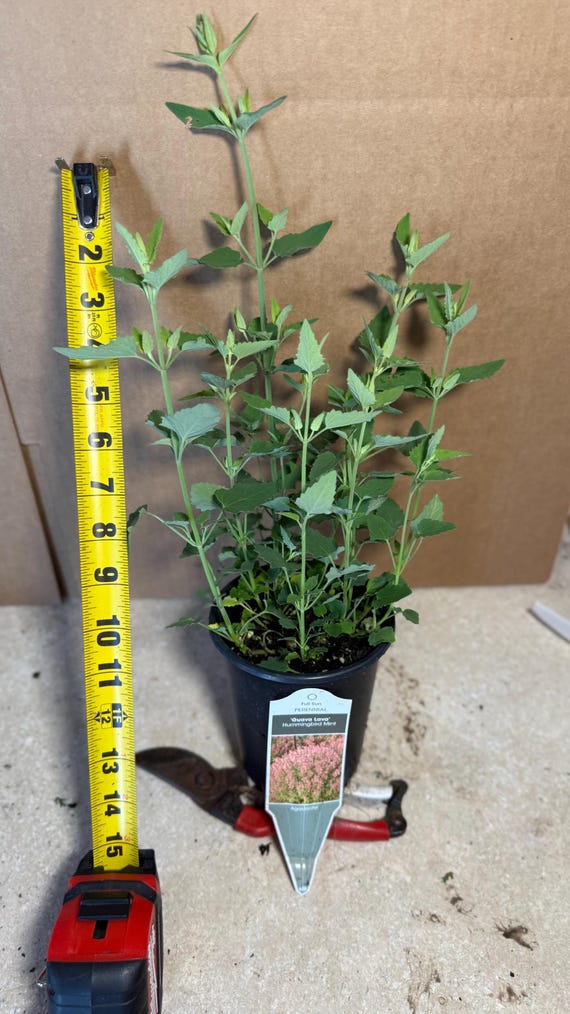 earl grey tea plant Birchall Earl Grey Tea | Black Tea with Natural Bergamot main image 0