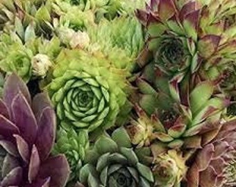 Chicks Grower's Choice- Assorted mix of rosettes sold by 5-50 count packs-Sempervivum Evergreen Succulent Perennial -Deer sand Rabbir Proof