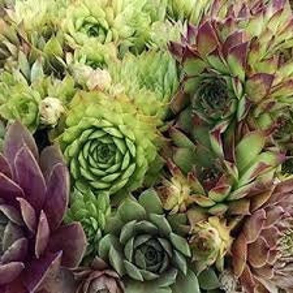 Chicks Grower's Choice- Assorted mix of rosettes sold by 5-50 count packs-Sempervivum Evergreen Succulent Perennial -Deer sand Rabbir Proof