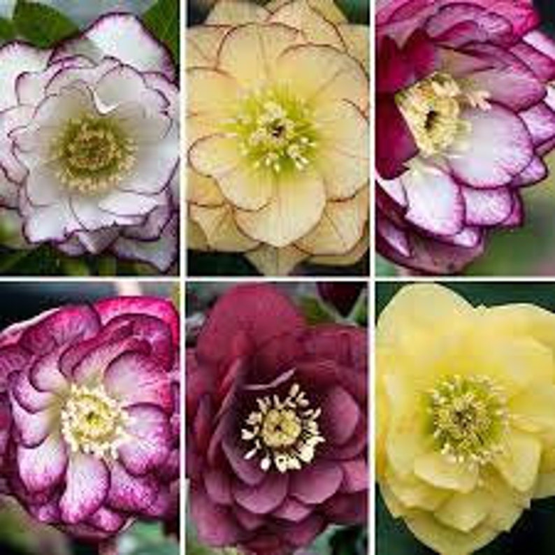 MrPerennial Lenten Rose - Thumbnail 5