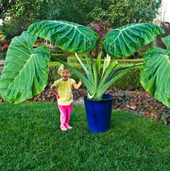 gnat indoor plant spray Fungus Gnat Death Drops