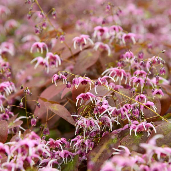 Barrenwort ‘Pretty in Pink’ - Rose-Pink Flowers with Deeper Rose Centers - Epimedium Perennial - deer & rabbit  Proof - Attracts pollinators