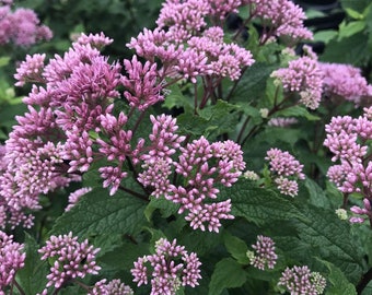 Eupatorio 'Baby Joe': flores rosas durante todo el verano, follaje erguido. Planta perenne nativa del género Eupatorium que atrae mariposas y polinizadores.