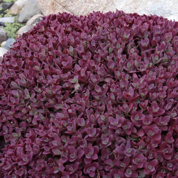 Stonecrop ‘Firecracker’ -Evergreen Red Leaves, Pink Flowers - Sedum Sunsparkler - Perennial Succulent - Critter Proof - Attract pollinators