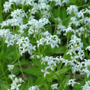 Sweet Woodruff - Fragrant Evergreen Groundcover of Star-Shaped White flowers- Galium Perennial- Attracts Pollinators -Deer and Rabbit Proof