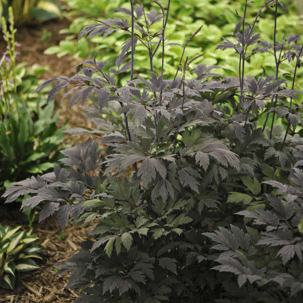 Black Snakeroot ‘Hillside Black' - Purple Black Fragrant Foliage - Cimicifuga Perennial - Bug Deer and Rabbit Proof