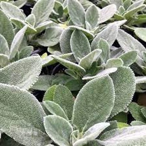May include: Close-up of a group of silvery-green lamb's ear plants with fuzzy leaves.