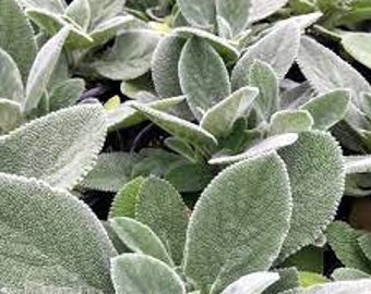 Lamb’s Ear ‘Helen Von Stein’- Fuzzy silver leaves with pink flowers - Stachys Perennial - Attracts Birds and Pollinators - Critter resistant
