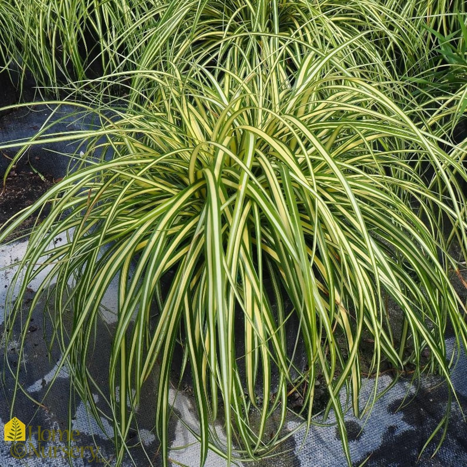 Sedge Japanese 'evergold' Variegated Creamy-white-green Leaves