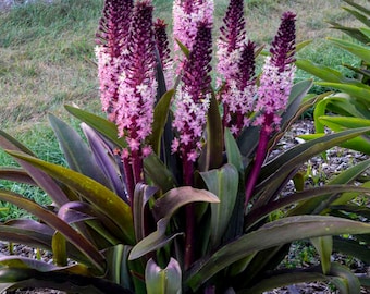 Pineapple Lily- ‘Safari Adventure’ - Rose-Purple Bicolor Pineapple like flowers with black foliage- Eucomis Perennial - attract pollinators