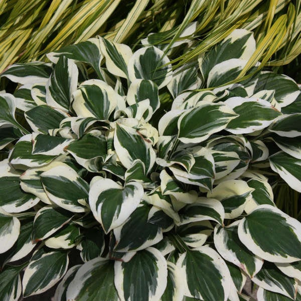 Hosta 'Diamonds are Forever' - Miniature White Variegated Leaves - Hosta - Perennial- Attracts pollinators