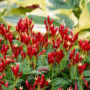 Indian Coleus Plant - Etsy