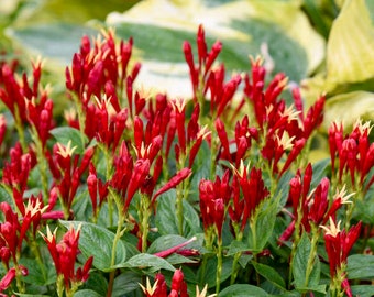 Indian Pink 'Apples Slices' Rich Dark Wine Red tubular Flowers with yellow tips compact-Spigelia Perennial Native Plant-Attracts Pollnators