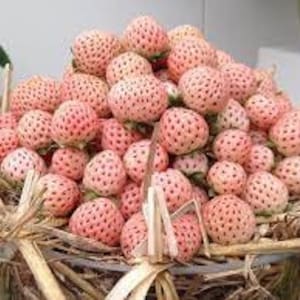Strawberry Ever-bearing -‘Pink Flamingo’- Yummy, Sweet pink fruit  Fragaria Perennial - Edible pink strawberries