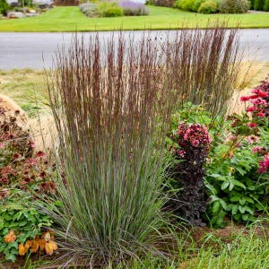 May include: A vibrant garden scene featuring ornamental grasses with reddish-brown plumes and green foliage. The grasses are surrounded by various flowering plants with pink and red blooms, creating a colorful display. The background includes a green lawn and a paved road.