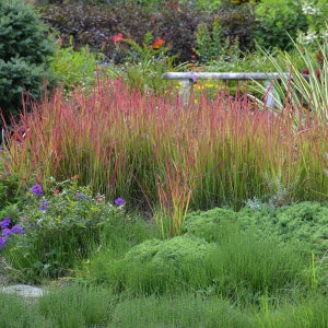 Herbe japonaise Red Baron dressée, herbe rouge ornementale graminée indigène vivace Imperata résistant aux chevreuils et aux lapins image 1