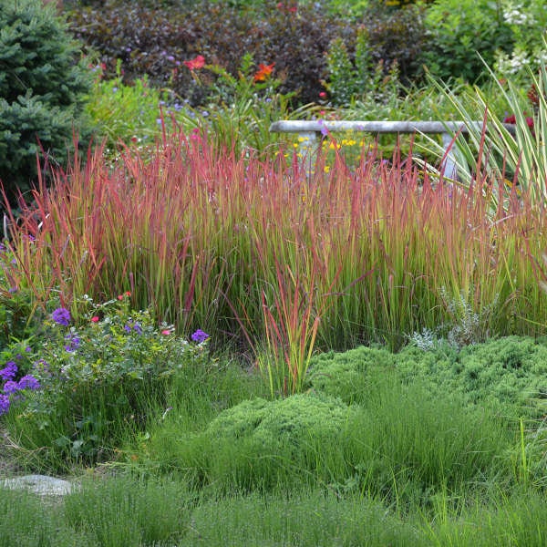 Grass Japanese Blood ‘Red Baron’ - Upright, Red Grass Ornamental - Imperata Perennial Native Grass - deer and rabbit proof