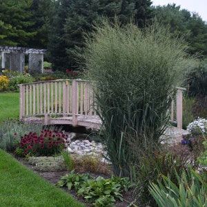 Switch Grass &#39;Totem Pole’ -Tall, Upright, Columnar Powdery Steel Blue leaves, cream-golden plumes- Panicum Native Ornamental Perennial Grass