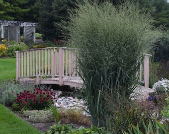 Switch Grass 'Totem Pole’ - Upright, Blue Grass Ornamental - Perennial Native Grass -Deer & Rabbit Proof