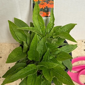 The plant pictured in spring growing in a quart size pot 4 1/2 inches wide by 5 inches tall will flower this late summer-fall with proper care