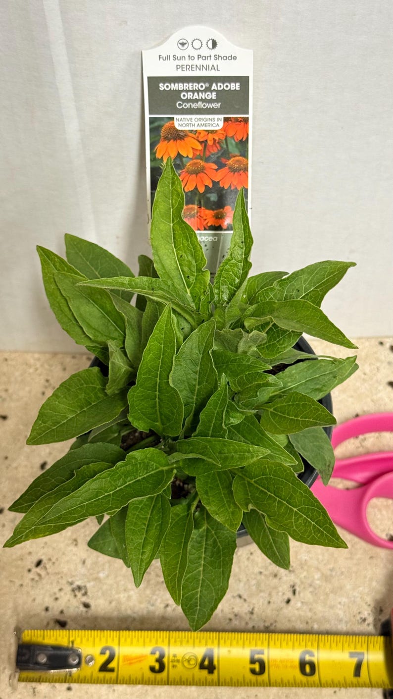 The plant pictured in spring growing in a quart size pot 4 1/2 inches wide by 5 inches tall will flower this late summer-fall with proper care