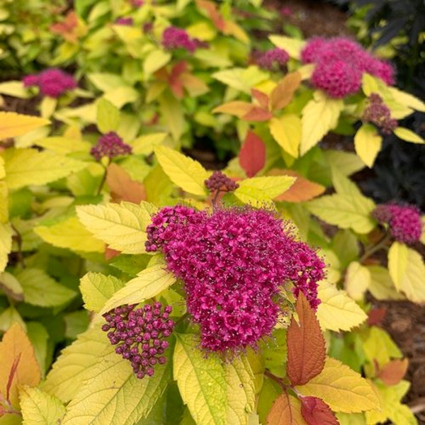 Spirea Double Play ‘Cotton Candy’- Vivid Purple-Violet Flowers above Red-Yellow-Orange Changing leaves  - Spriea Flowering Shrub Perennial