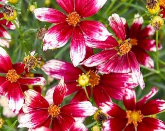 Coreopsis - Heart Strings