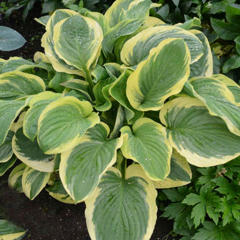 May Hosta Hosta 'royal Wedding' - Variegated Leaves and Sweetly Fragrant, Large 3 ...