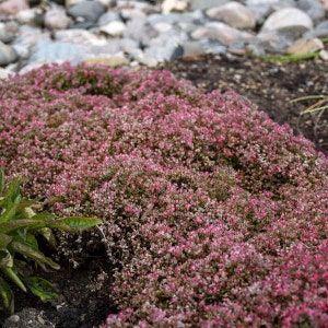 Stonecrop ‘Steel the Show’ -Evergreen Steel Blue Leaves with Pink Flowers - Sedum Perennial -Succulent - Critter Proof- Attract pollinators
