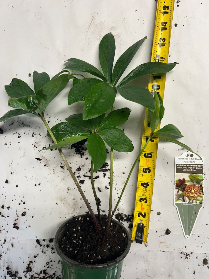 MrPerennial Lenten Rose - Thumbnail 4