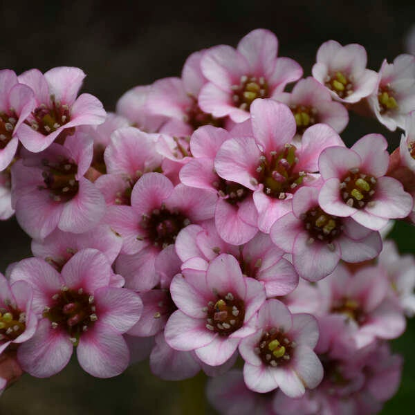 Pigsqueak ‘Peppermint Patty’- Waxy, White flower, pink throat with color radiating petals- Bergenia Perennial -Deer and Rabbit resistant