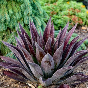Mangave ‘ Thunderbird’-compact, upright, flat blue-green leaves covered with dark red spots- Succulent Perennial -Deer and Rabbit Proof