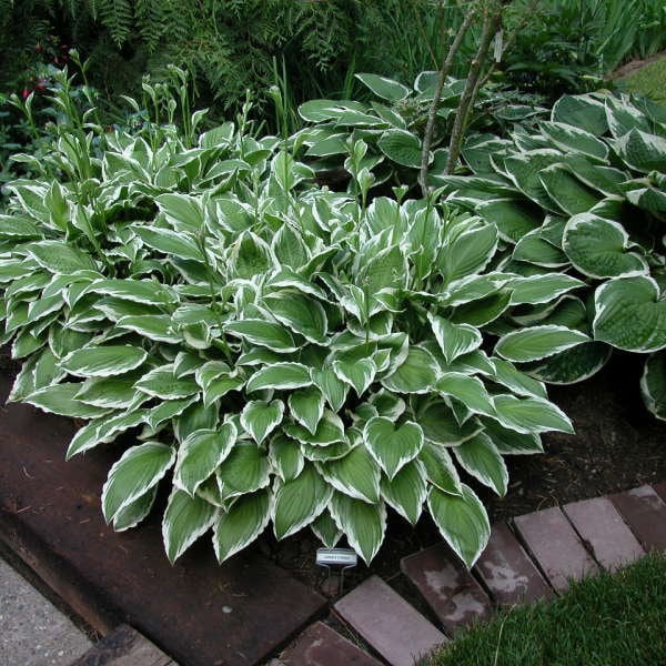 Hosta 'Ginko Craig' - Fast Growing, Sun Loving, White Variegated Leaves - Hosta - Perennial