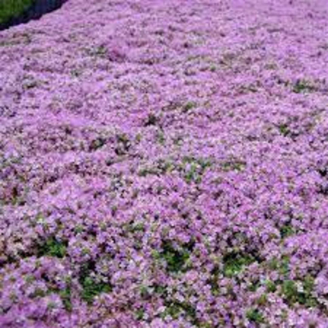 Creeping Thyme 'elfin' Fragrant Tiny Evergreen Leaves With Pink Flowers ...