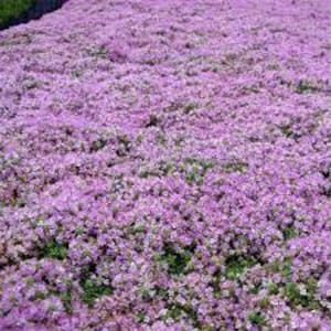 May include: A field of purple flowers in full bloom. The flowers are densely packed together, creating a sea of purple.