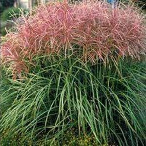 Grass Japanese Silver ‘Huron Sunrise’ - upright, stiff lush burgundy plumes- Perennial Miscanthus Ornamental Grass - deer and rabbit proof