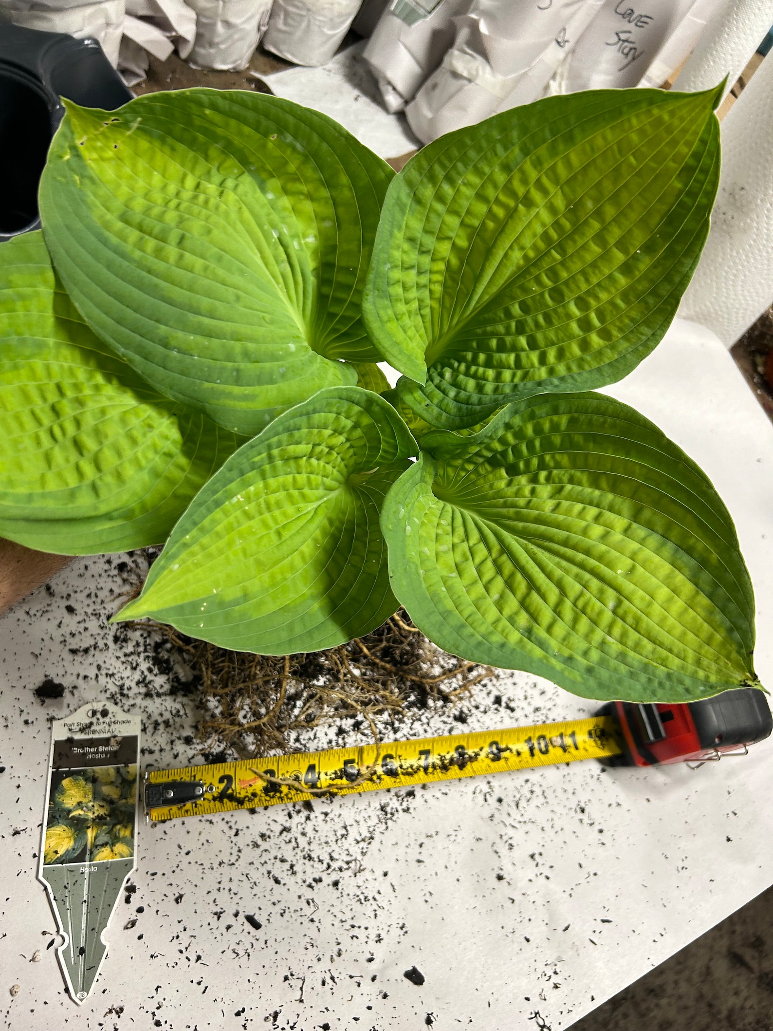 Hosta ‘brother Stefan’ - Seer-suckered Slug Proof Variegated Large ...